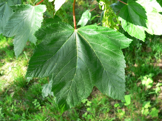{Acer pseudoplatanus}